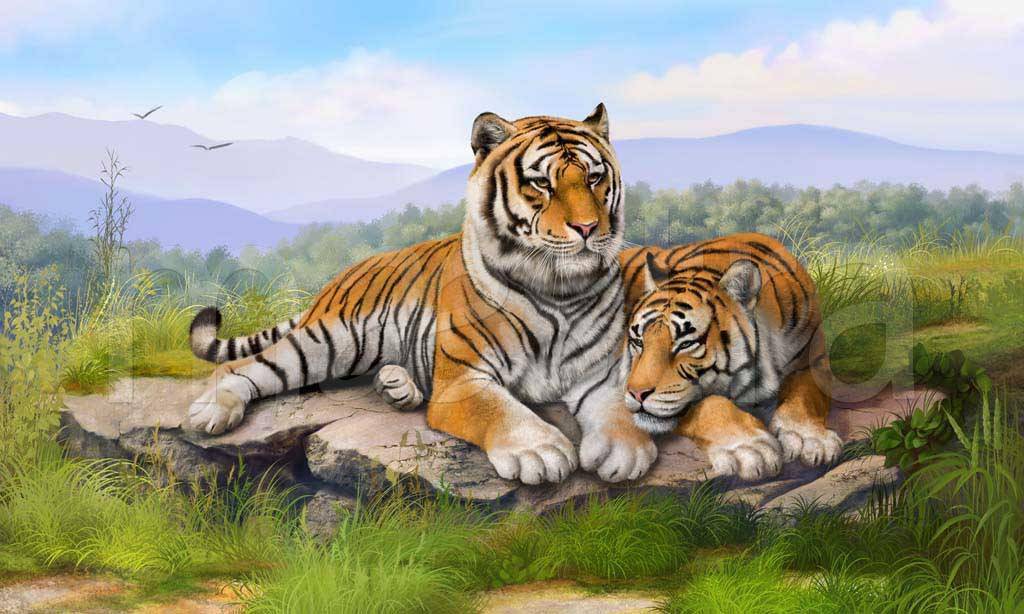 Фотообои Два тигра на поляне