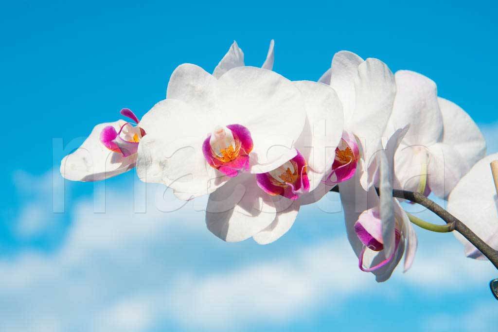 Фотообои Белая орхидея на фоне неба
